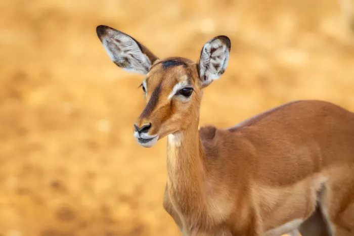 Sink, C. Jeffrey: Goldenes Licht der Impala