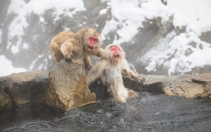 W, Joanna: Instinct of Power III - Snow Monkey