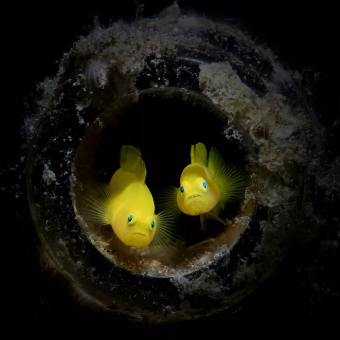 Feng, Young: Yellow Goby Couple in Bottle Home