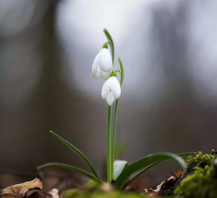 Barboni, Sergio: Galanthus nivalis