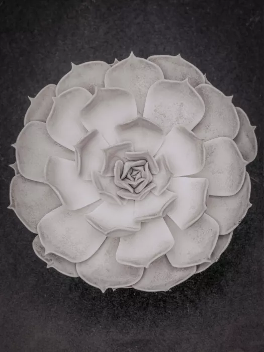 Studio, Pictufy: Succulenta Graptoveria B&N 004