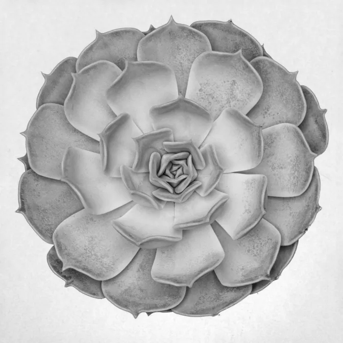 Studio, Pictufy: Succulent Graptoveria B&W 005