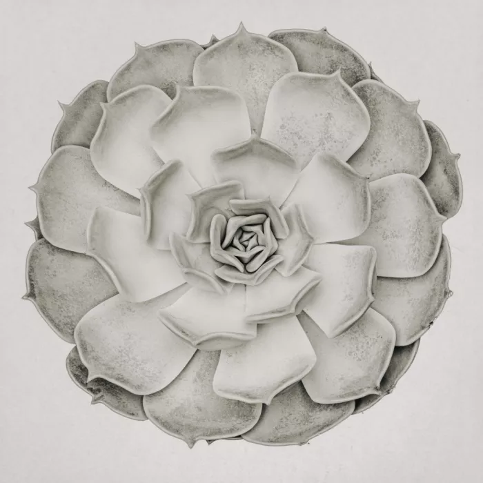 Studio, Pictufy: Graptoveria succulenta B&N 006