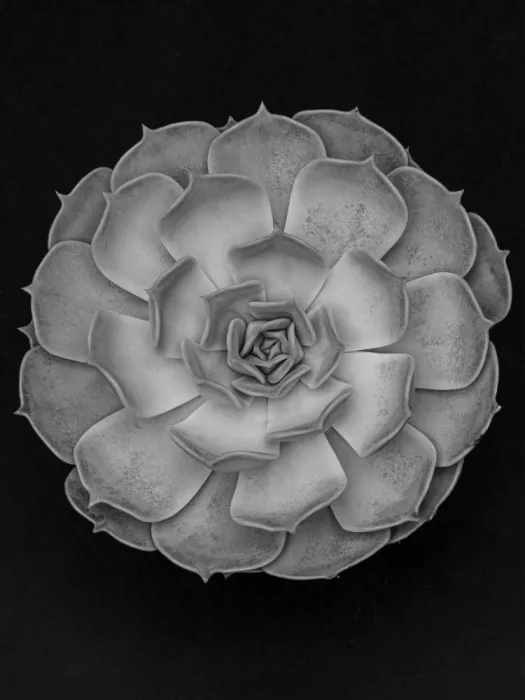 Studio, Pictufy: Succulent Graptoveria B&W 001