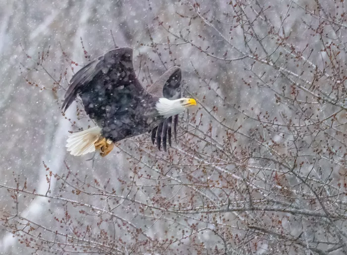 Z, Leechee: Triumph Through the Storm