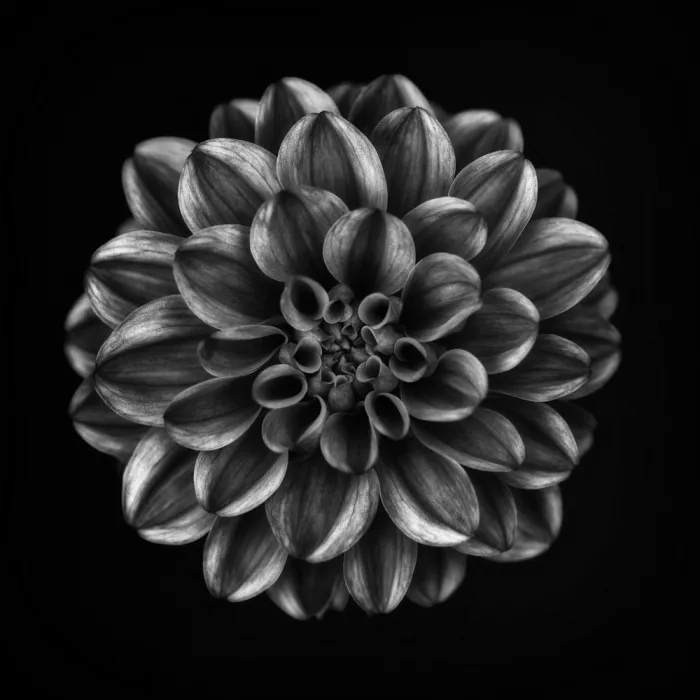 Grønkjær, Lotte: Dahlia