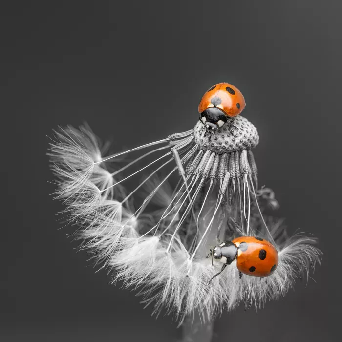 Summer2016: Ladybugs
