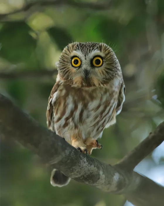 Lam, Gavin: Northern Saw-whet Owl