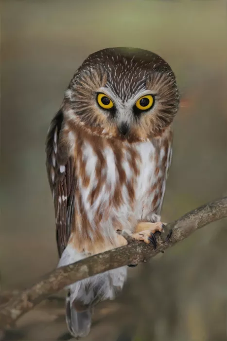 Lam, Gavin: Northern Saw-whet Owl