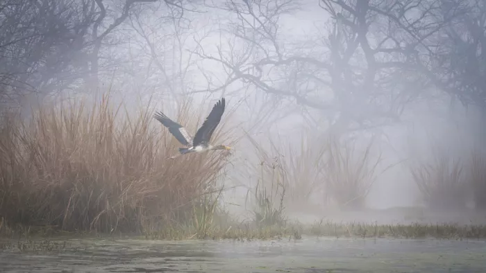 Chawla, Shobhit: Symphony at the lake Bharatpur