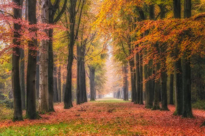 Lee, van Hilda: Herbst