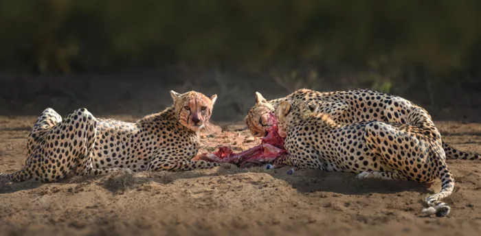 Zhang, Anna: A Feast After the Hunt
