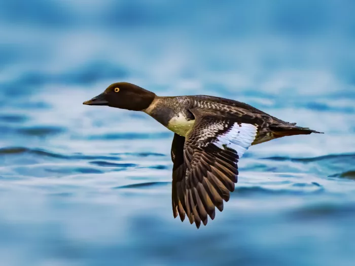 Zhang, Robert: Glide Over Blue