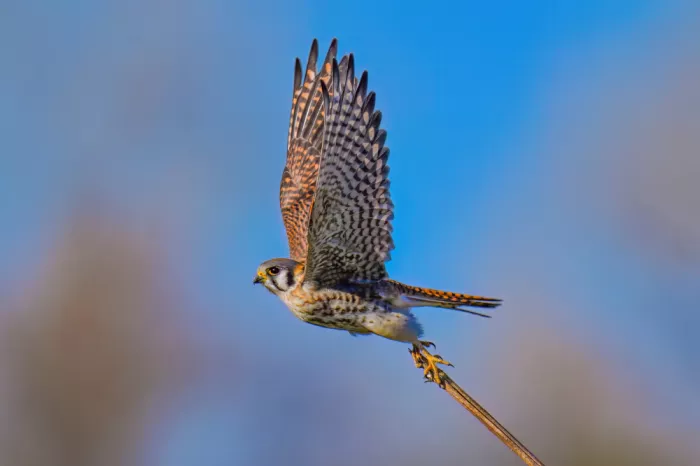 He, Mike: Flying