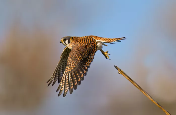 He, Mike: I want to fly