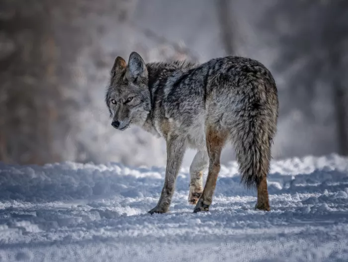 Su, Yuan: Einsamer Wolf