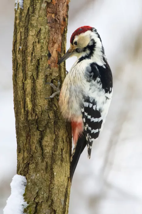Doronin, Dmitry: White-backed Woodpecker