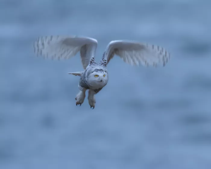 Wang, Victor: Snowy Owl in Flight