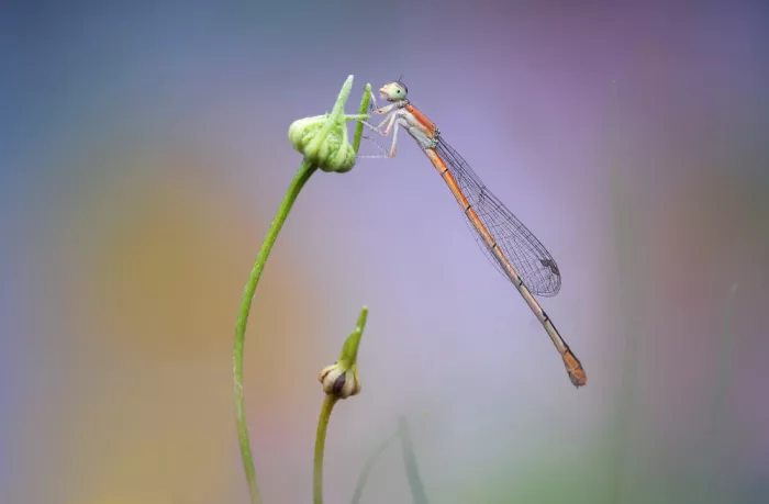 Summer2016: Damselfly