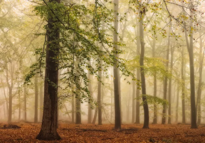 Lee, van Hilda: a foggy autumn day
