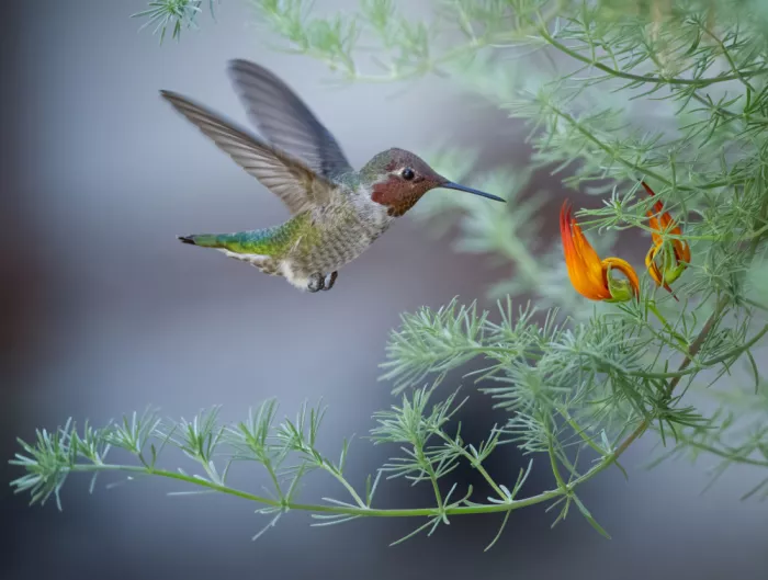 Huang, Xiaojian: Flug und Flamme