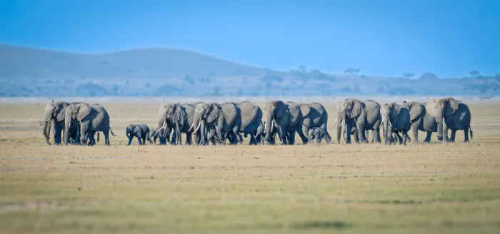 Sink, C. Jeffrey: Amboseli