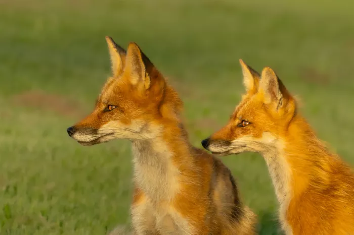 Wang, Victor: Two Little Foxes