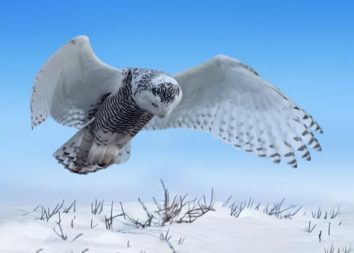 Gu, Zeren: Cazador de nieve