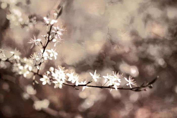 Sillen, Christina: Splendore primaverile