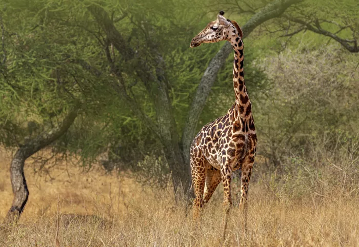 Domont, Jois: Giovane giraffa femmina