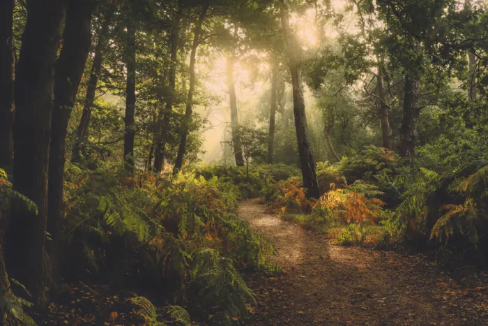 Lee, van Hilda: a path