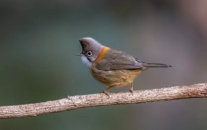 Procaccia, Itamar: Whiskered Yuhina