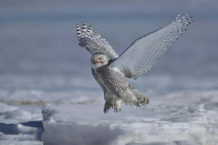 Lam, Gavin: Civetta delle nevi in volo dai fiumi ghiacciati