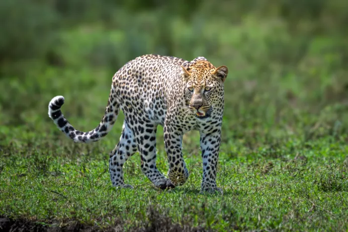Sink, C. Jeffrey: Il campione silenzioso della savana
