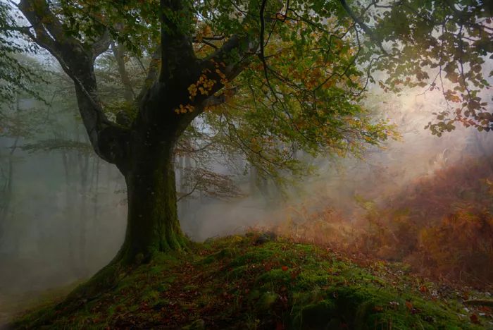 Uranga, Pedro: Autumn.