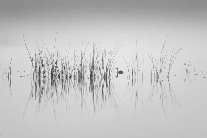 Pettersson, Benny: Great Crested Grebe