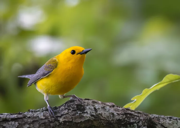 Z, Leechee: Forest Gold / Prothonotary Warbler