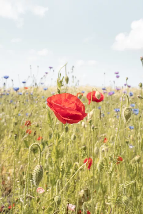 Schenk, Henrike: Fiore di papavero