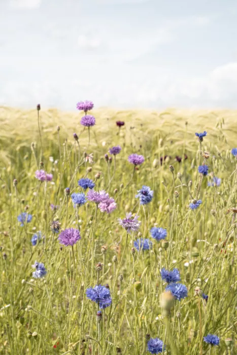 Schenk, Henrike: Tutti i fiori selvatici