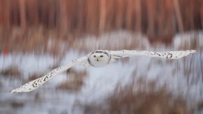 Qin, Xuemei: Flying over the tundra