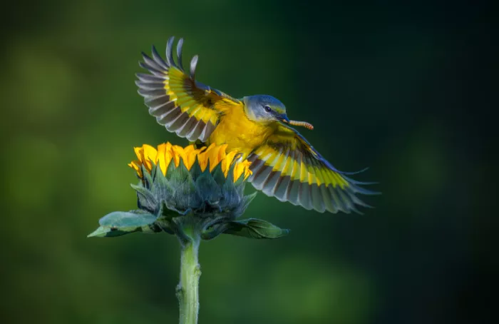 He, Mike: Perfekte Landung der Natur