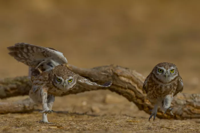 Manusevich, David: Maratona di uccelli