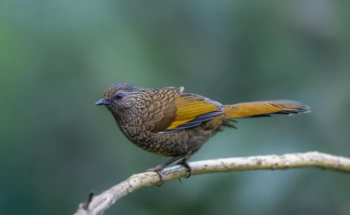 Procaccia, Itamar: Scaly Laughinthrush