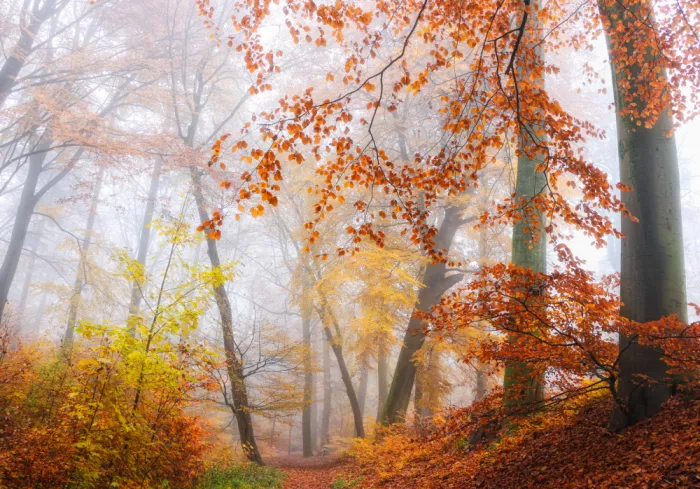 Lee, van Hilda: beechtrees beauty
