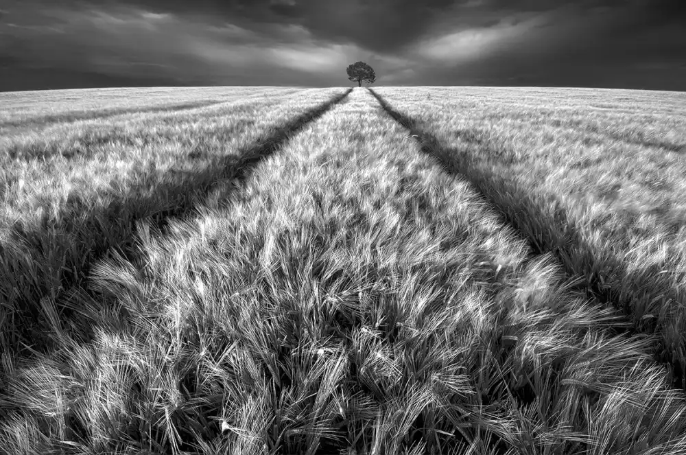 Krol, Bax Piotr: Alone