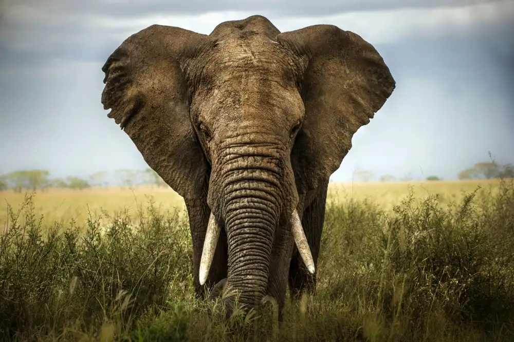 Panizza, Ghizzi Alberto: Encounters in Serengeti