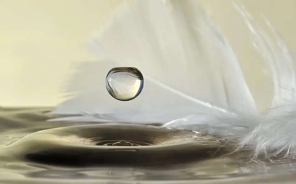 Westum, Heidi: Feathers drop