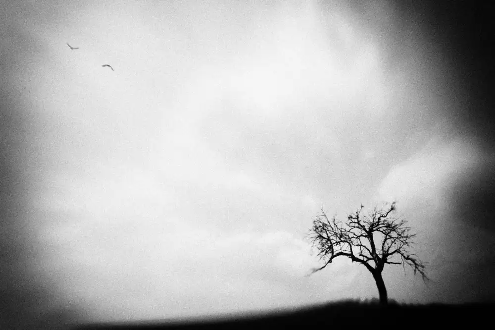 Droste, Holger: Birds