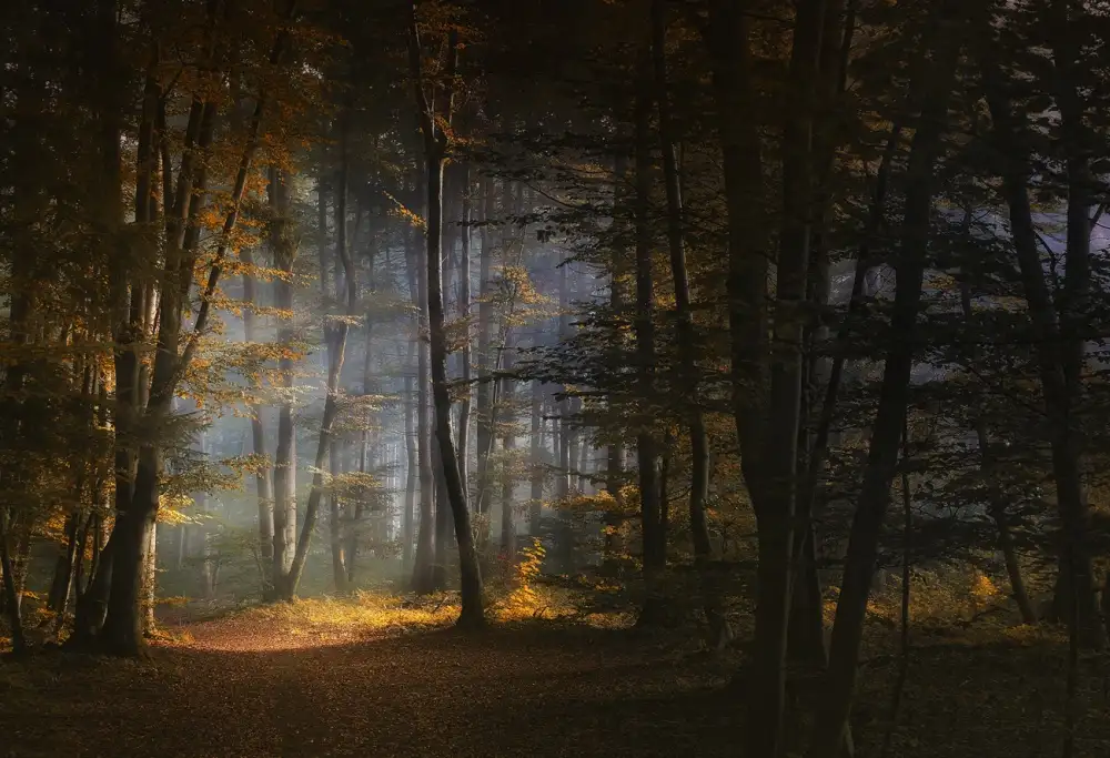 Maier, Norbert: matin de novembre