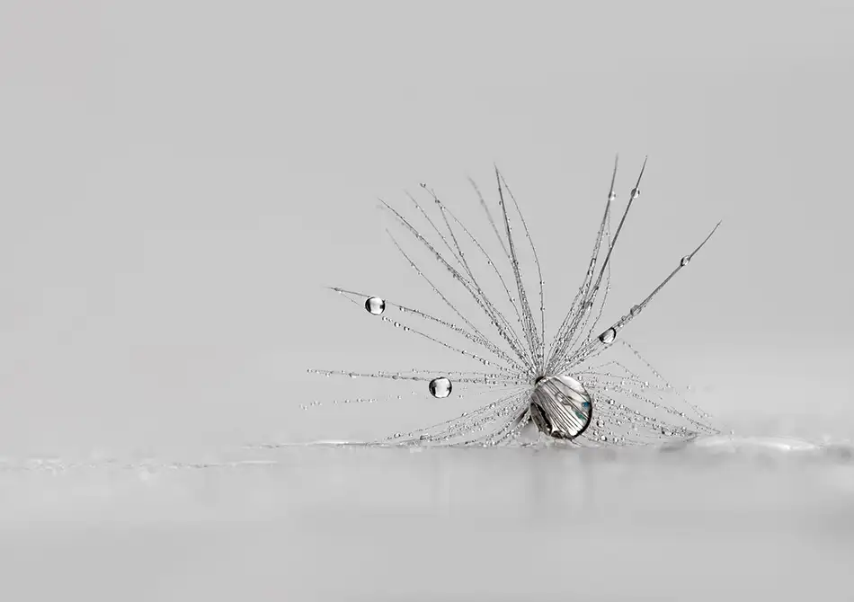 Westum, Heidi: My Silver Spider